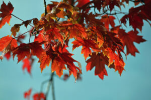 Truck Driving Tips to Use When Leaves Fall on the Road
